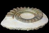 Devonian Ammonite (Anetoceras) - Morocco #68781-1